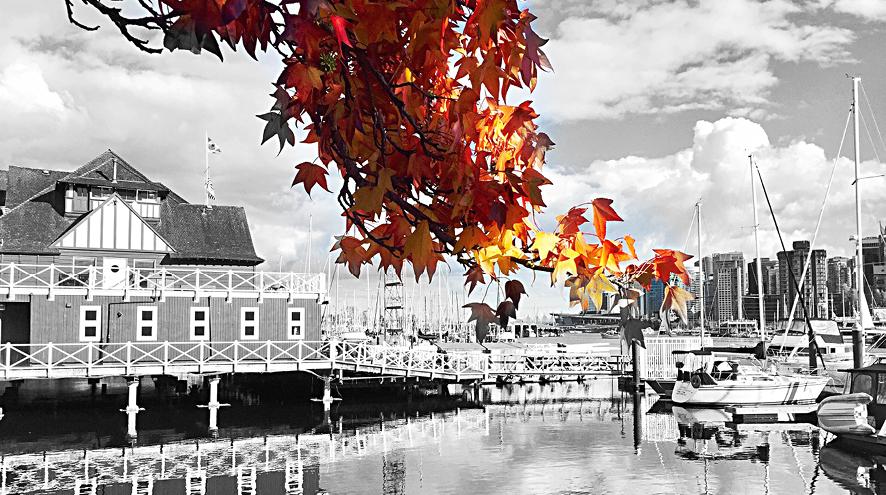 A black and white photograph taken by Mark of Stanley park, at the boathouse and sailboats. In contrast, maple leaves are in the forefront and display their colours.