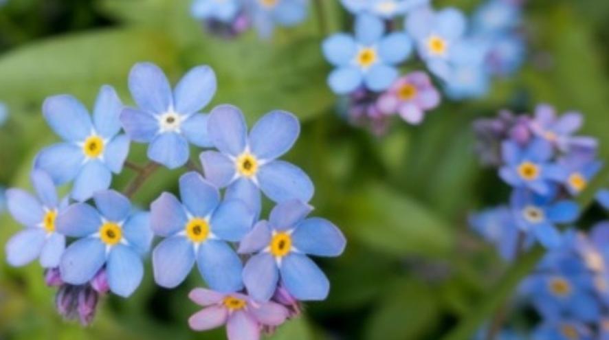 a close up photo of forget me not flowers, slightly out of focus