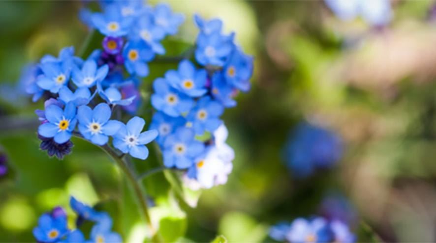 A cluster of blue forget-me-not flowers in the sunshine.