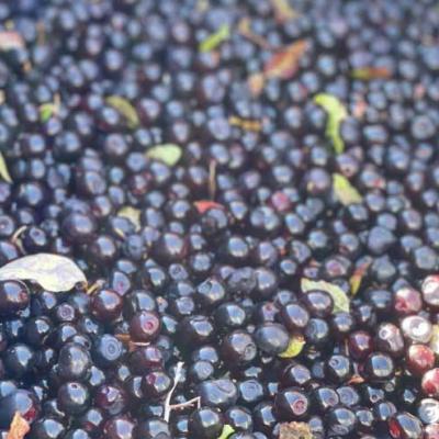 a close-up of ripe, picked huckleberries and some leaves, with the sun shining on them