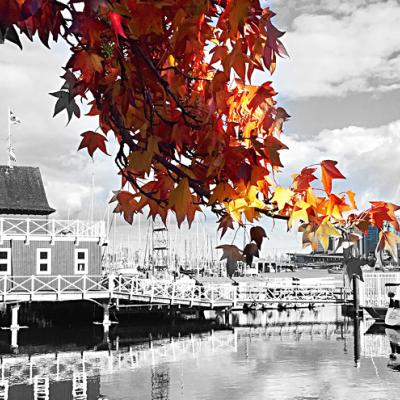 A black and white photograph taken by Mark of Stanley park, at the boathouse and sailboats. In contrast, maple leaves are in the forefront and display their colours.