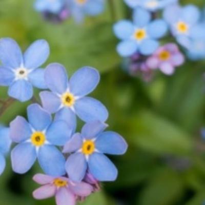 a close up photo of forget me not flowers, slightly out of focus