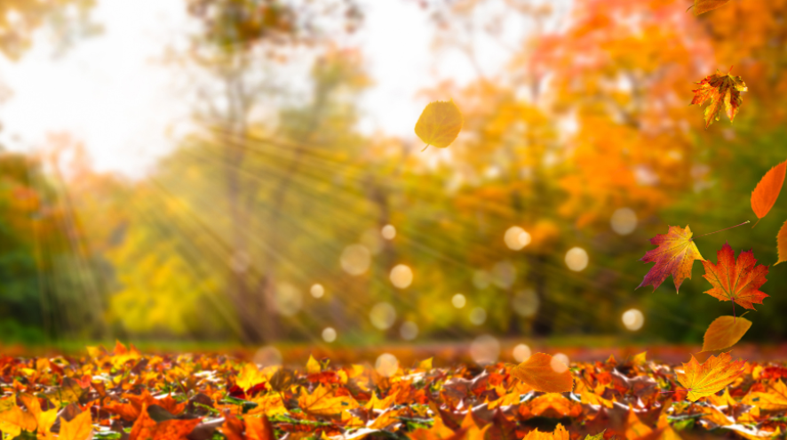 autumn leaves on ground