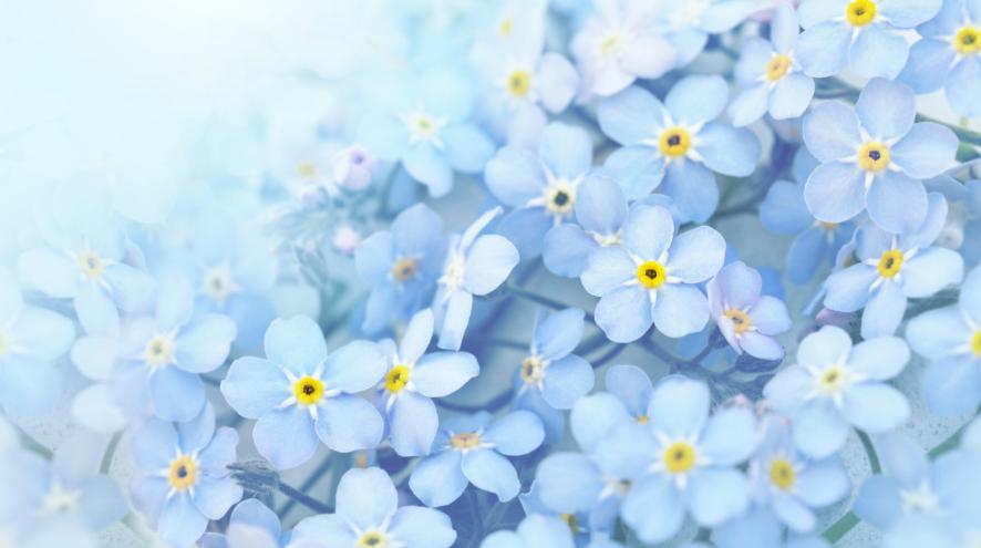 Forget me not flowers