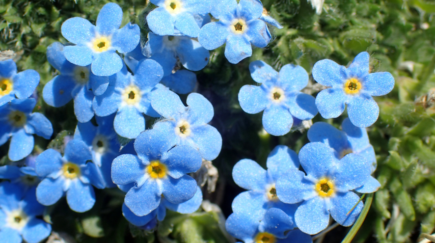 Forget Me Not flowers