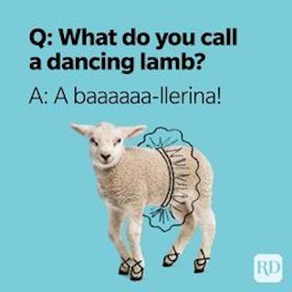 Q: What do you call a dancing lamb? A: A ballerina!