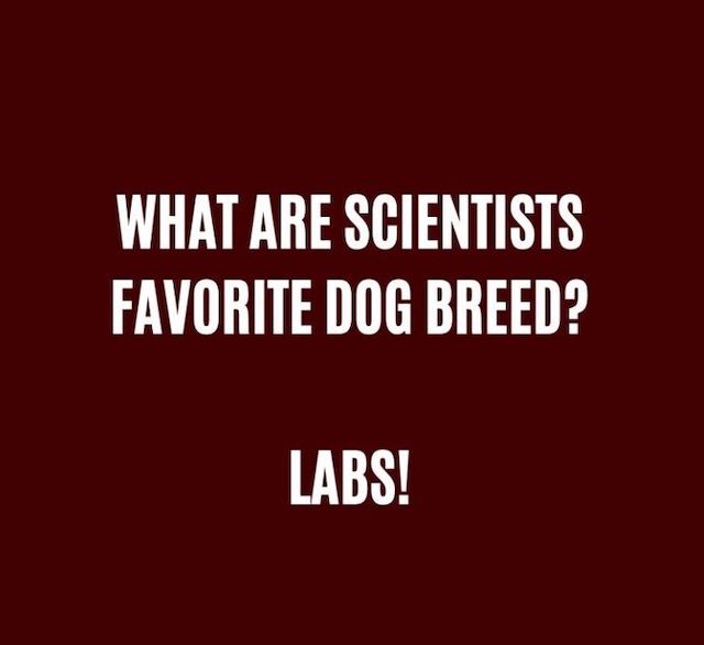 What are scientists favotite dog breed? Labs!