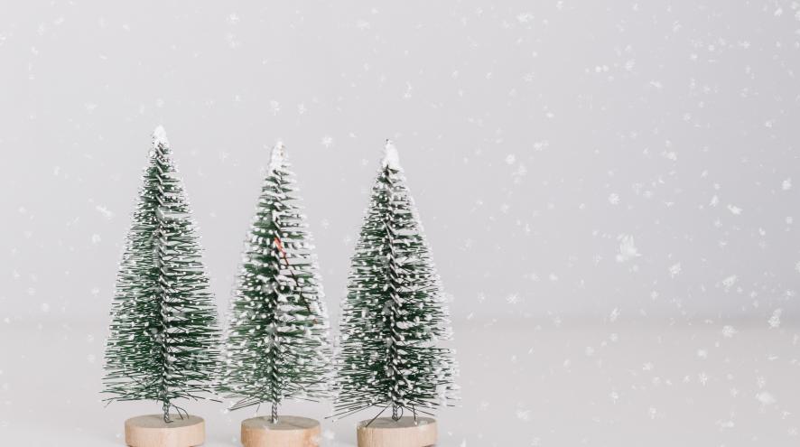 Three small trees with snow
