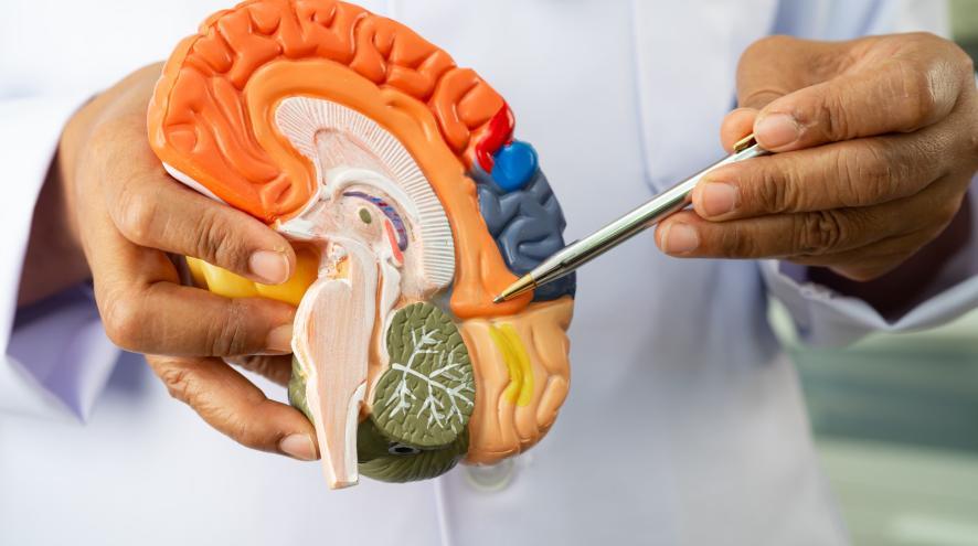 Brain model