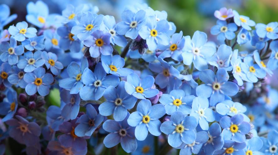 A picture of forget-me-not flowers.