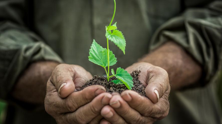 The hands of an elderly person holding a small plant