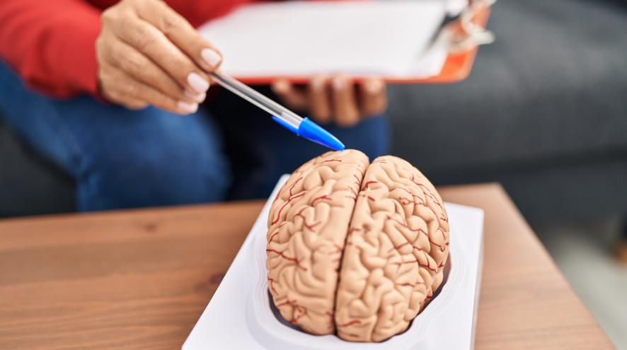 Educator with light brown skin, out of frame except for their hands, points to a model of a brain with a blue pen.
