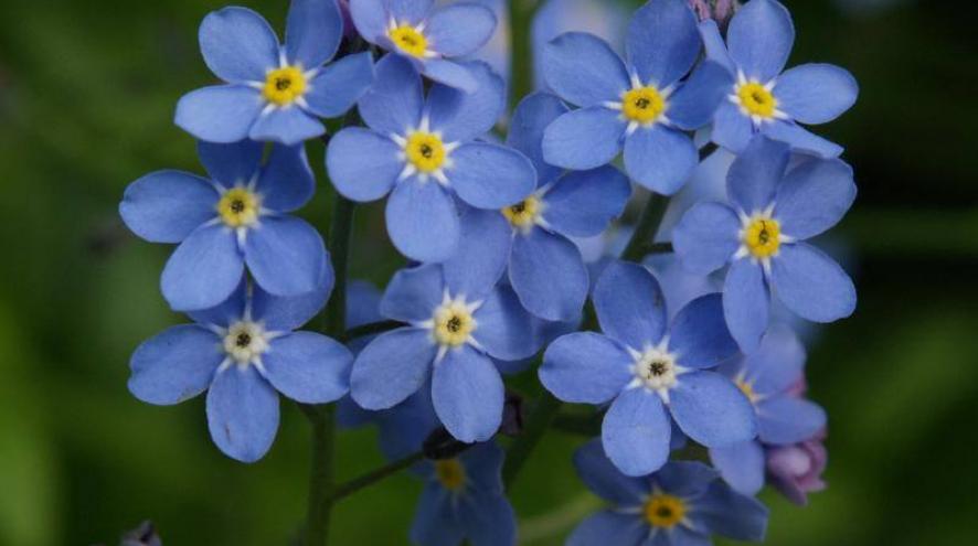 Forget me not flowers
