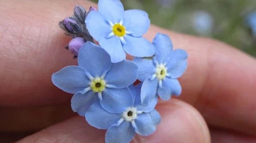 Forget me not fingers