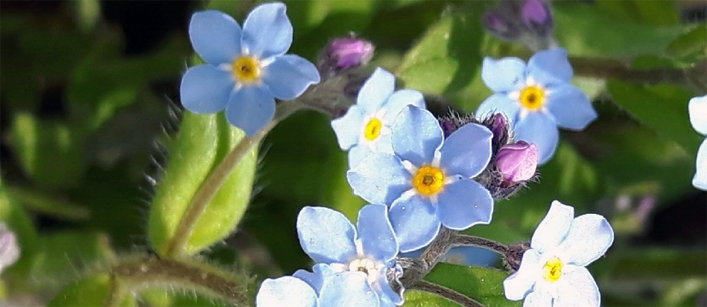 forgetmenots