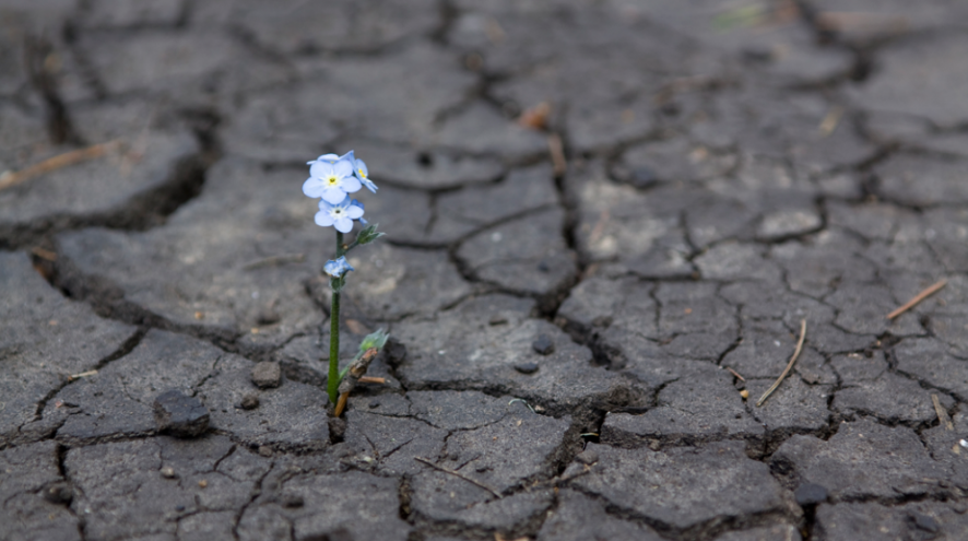 hope-forget-me-not