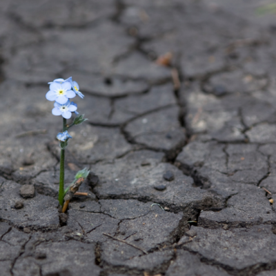 hope-forget-me-not