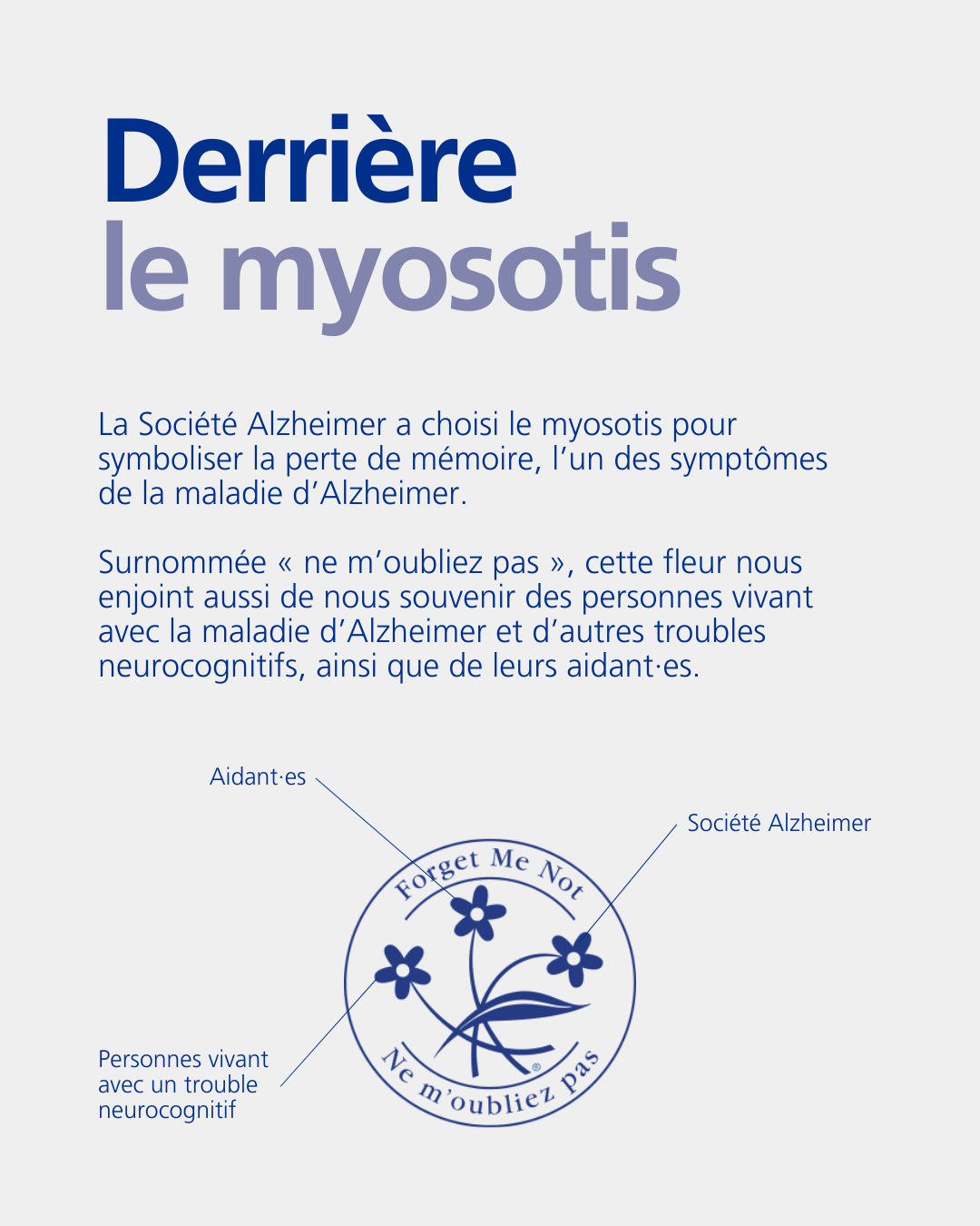 Derrière le myosotis