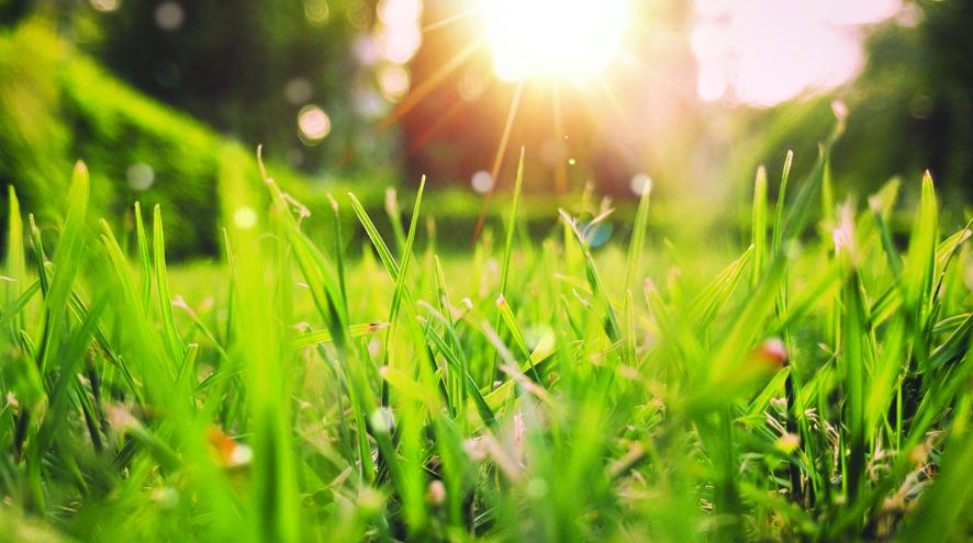 Sunlight on field