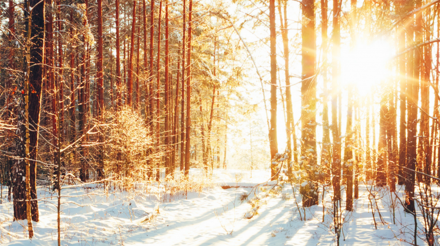 Sunset in Forest in Winter