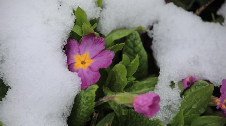 Melting Spring Photo