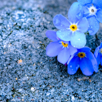 Donate in memory or in honour