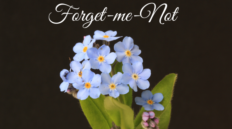 Forget-me-not flower on black background with the words Forget-Me-Not