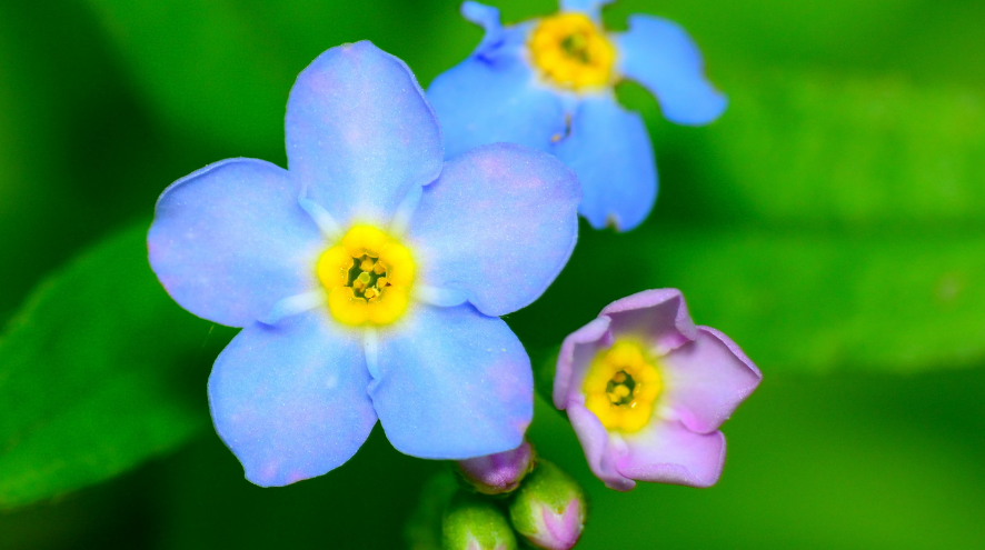 image of forget me not flowers in a garden 